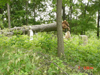 Click for larger picture of storm damage