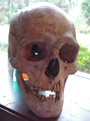 Skull once on display at Old Slave House